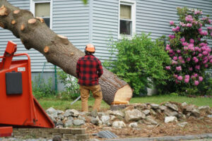 Tree Services